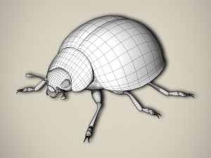 ladybird Model 3D