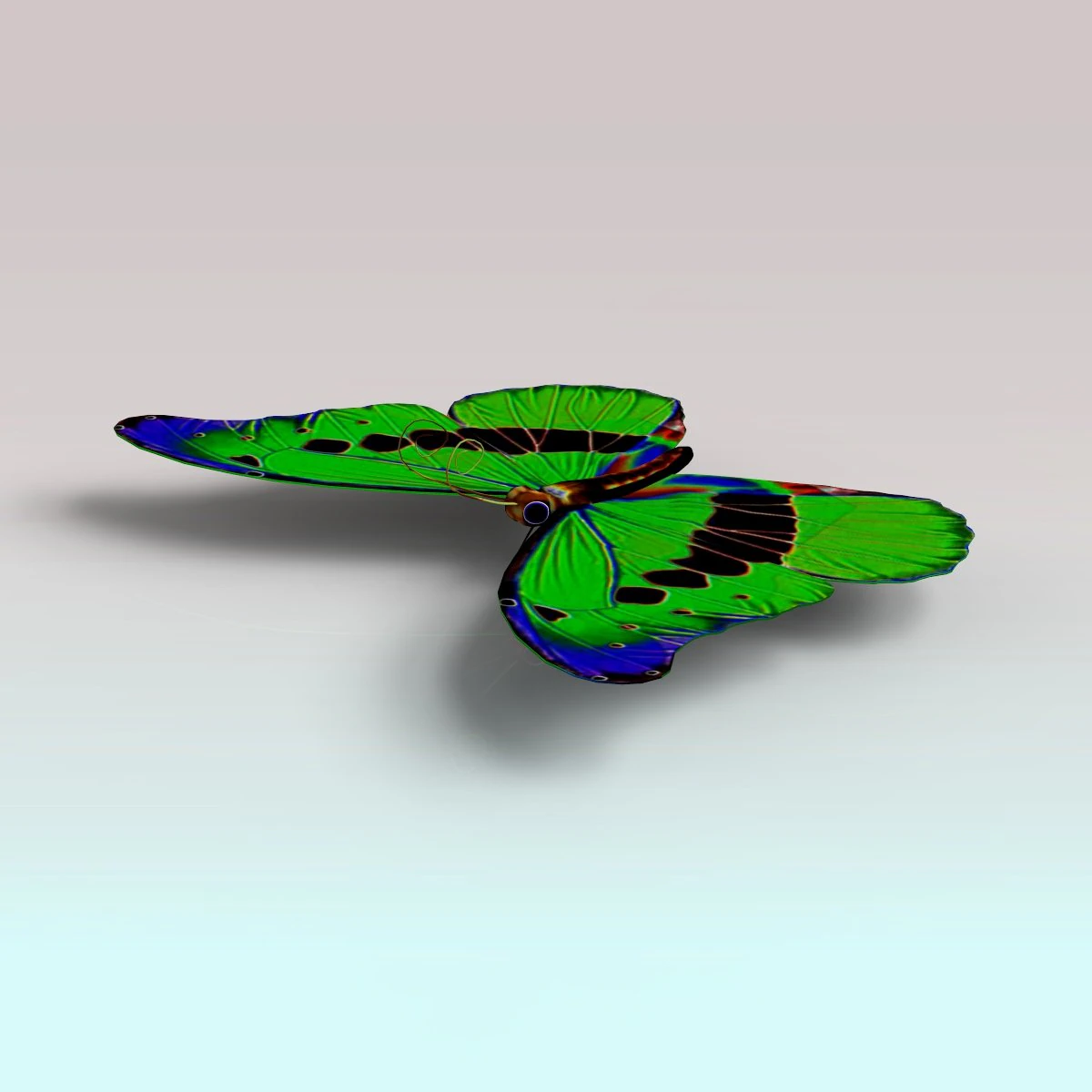 butterfly 3D Model .c4d .max .obj .3ds .fbx .stl .blend 