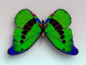 butterfly Modello 3D
