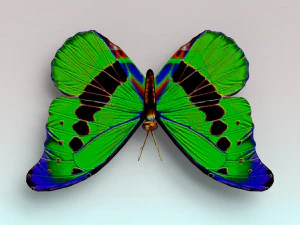 butterfly 3D Model