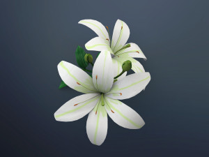 lily flower Modèle 3D