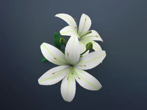 flor de lirio Modelo 3D