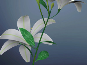 lily flower Modèle 3D