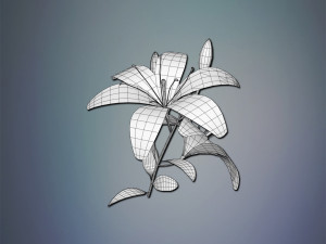 lily flower Modèle 3D