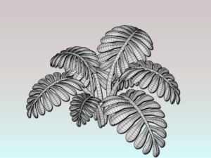 fern plant 3D 模型