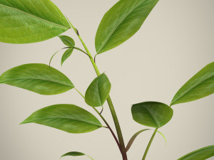 plant 3D Модель