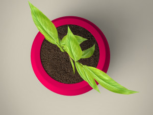 plant 3D Модель