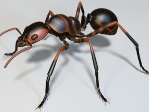 ant 3D मॉडल