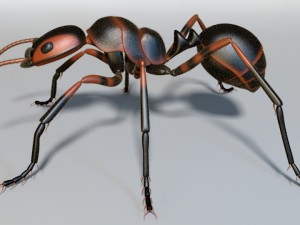 ant 3D मॉडल