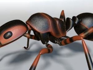 ant 3D मॉडल