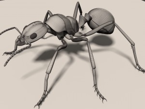 ant 3D मॉडल