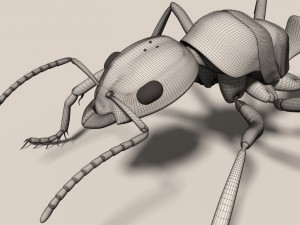 ant 3D मॉडल