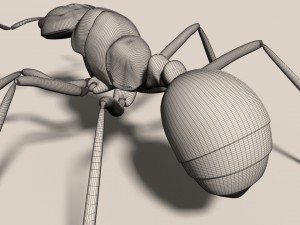 ant 3D मॉडल