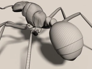 ant 3D Model