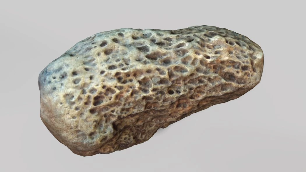 fossil bone 3D Model .c4d .max .obj .3ds .fbx .stl .blend 