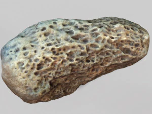 osso fossile Modello 3D