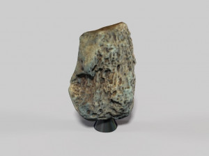 fossil bone 3D मॉडल