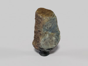 fossil bone 3D मॉडल