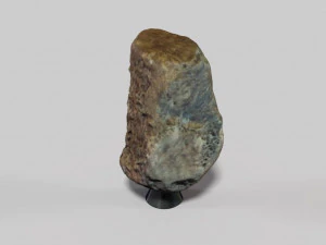 fossil bone 3D Model
