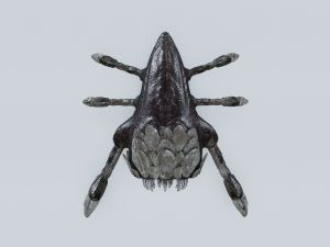 Monster Bug Model 3D