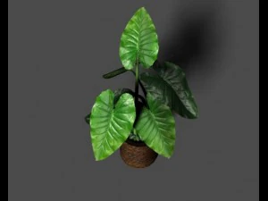 taro silk 3D Model