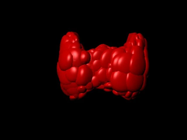 thyroid gland 3D Model .c4d .max .obj .3ds .fbx .stl .blend 