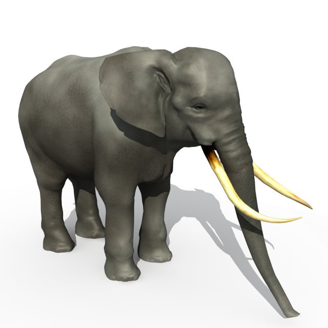 asian elephant Modelo 3D .c4d .max .obj .3ds .fbx .stl .blend 
