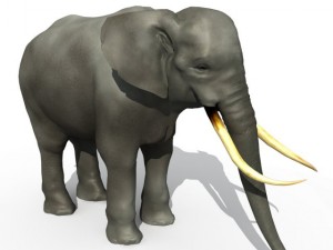 asian elephant Model 3D