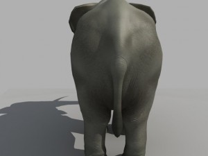 asian elephant Modelo 3D