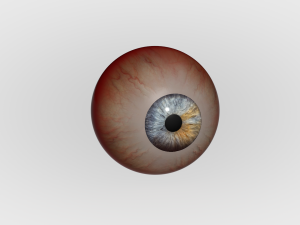 Human Eye Modèle 3D