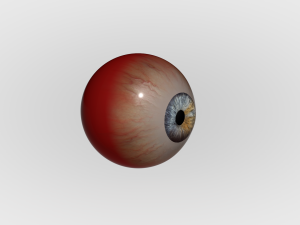 Human Eye Modèle 3D