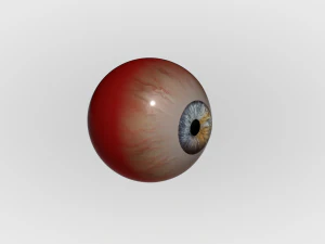 Human Eye 3D Model