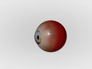 Human Eye 3D Model