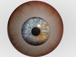 Human Eye Modèle 3D