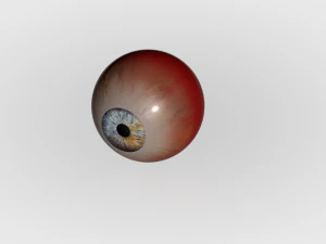Human Eye 3D Model
