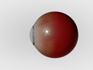 Human Eye Modèle 3D