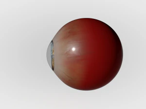 Human Eye 3D Model