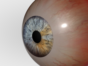 Human Eye Modèle 3D