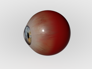Human Eye Modèle 3D