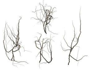 game model - prairie scene - decorative mikie 01 3D Model