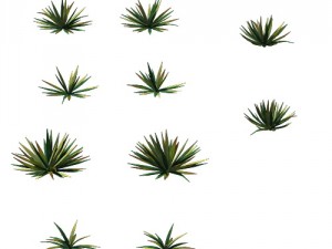 game model - prairie scene - desert plants 01 3Dモデル