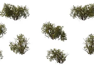 oyun modeli - &ccedil;ayır sahnesi - &ccedil;&ouml;l bitkileri 03 01 3D Model