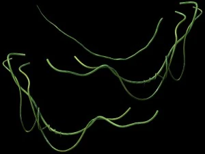 ゲームモデル - 草原のシーン - アイビー 2 01 3Dモデル