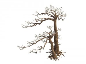 game model - taoist comprehension scene - pine 05 3D Model