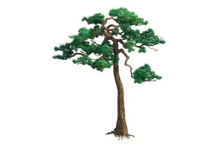 game model - taoist comprehension scene - pine 08 3D Model
