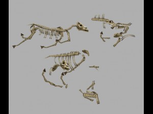 game model arena - horse bones 01 Modelo 3D