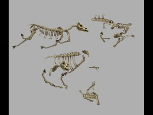 oyun modeli arenası - at kemikleri 01 3D Model