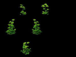 game model - grass 02 3D 모델