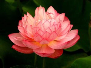 game model - lotus 3D Model
