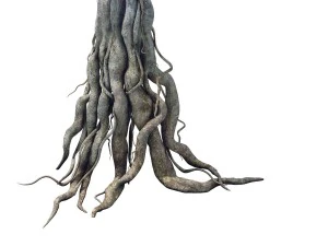 game model - kashayana buddha forest big tree root 3D Model